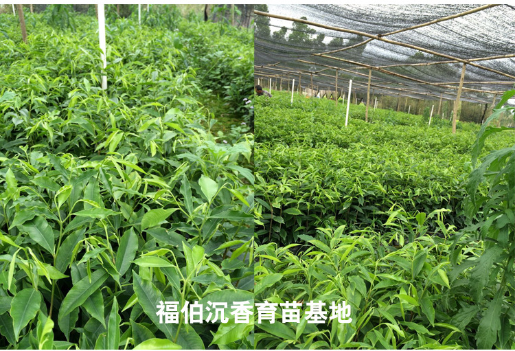 沉香树的种植方法 阿里巴巴专栏