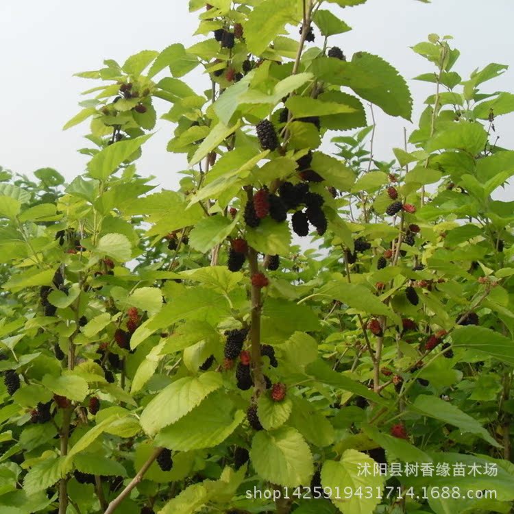 基地直销桑葚 果树苗 补肝益肾 桑葚树苗 果桑苗 果树苗木桑树