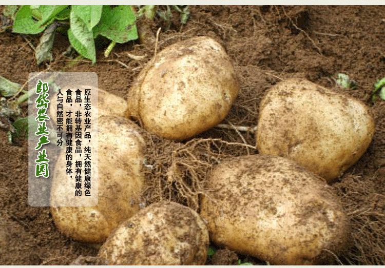 马铃薯_08