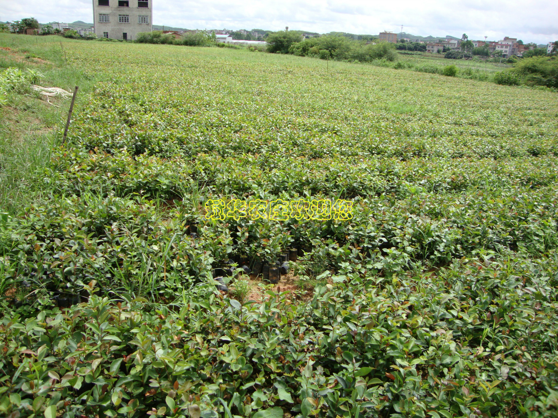 岑溪软枝油茶种植基地 (3)