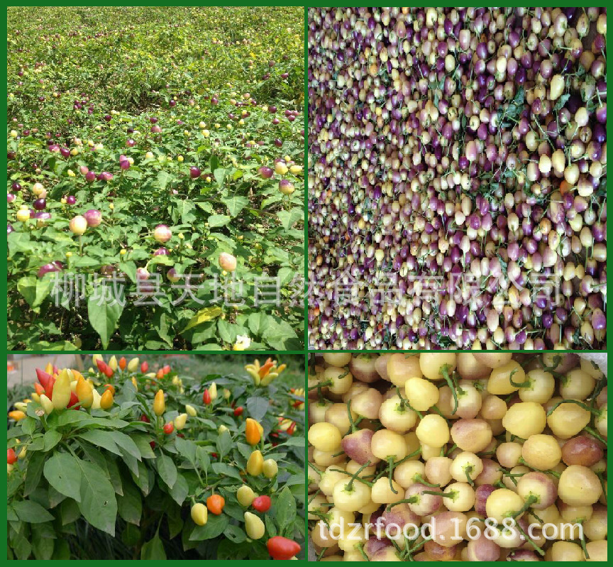 广西樱桃小辣椒 开胃椒 腌制菜 泡菜