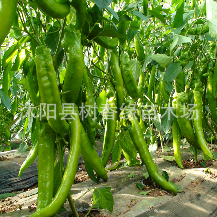 种子牛角椒_蔬菜优质辣椒种子朝天椒尖椒种植