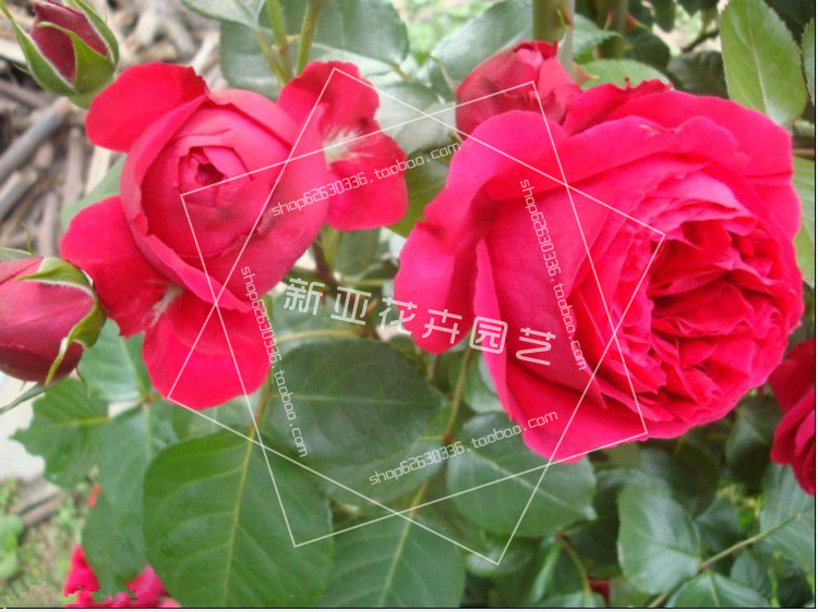 欧月-红色龙沙宝石(red eden rose)红龙沙红龙 藤本月季花苗