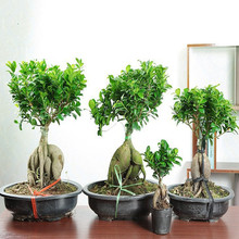 榕樹 綠植盆栽 大榕樹大頭榕室內盆景 人參容榕樹盆景樹樁小葉
