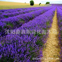 薰衣草種子 四季 易種 普羅旺斯薰衣草種籽 花海打造種子