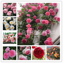 薔薇種子月季花種子四季爬藤植物盆栽陽台庭院花種子100粒