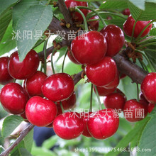 櫻桃苗 果樹   櫻桃苗   嫁接櫻桃樹 美早櫻桃 櫻桃樹