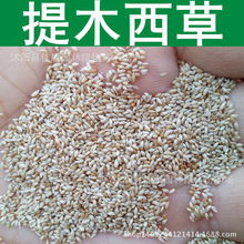 牧草種子 提木西草種子 提摩西草 貓尾草種子 1件=1斤