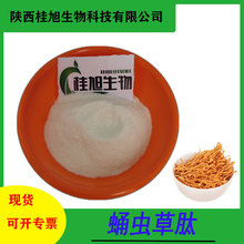 蛹蟲草肽   植物多肽蟲草菌絲肽粉 蟲草多肽 桂旭供應 包郵