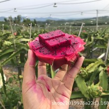 五斤紅心火龍果現摘新鮮水果整箱大果紅肉食用農產品現發代發