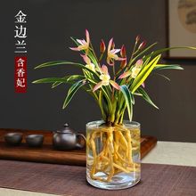 水培矮種金邊鶴藝含香妃蘭花建蘭濃香型 室內辦公室綠植夏季開花