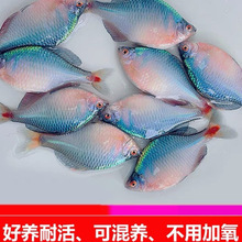 好養淡水觀賞鰟鮍魚七彩石旁皮除藻冷水魚小型魚苗原生群游魚