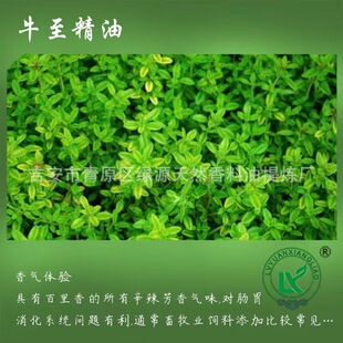 ţ x㾫ԭ޹yƷOregano oil