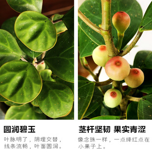 菩提樹盆景小盼菩提盆栽中式禪意小盆栽室內觀果綠植創意微盆景恆