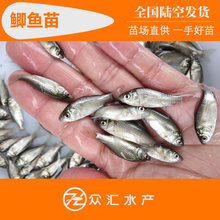 鯽魚苗 湘雲鯽 中科5號 工程鯽魚苗 高背白鯽苗 雜交鯽魚苗 批發