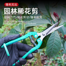 家用果樹剪刀修枝神器剪花卉摘果剪樹枝剪刀綠化嫁接園林園藝剪刀