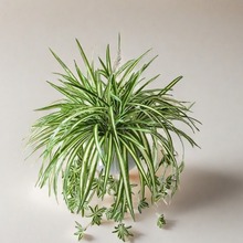 仿真5叉金邊吊蘭植物牆配材把束仿真假花裝飾擺件仿真花綠植