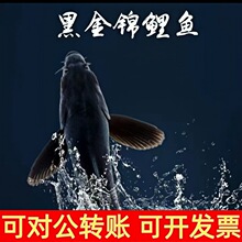 烏金錦鯉魚草金魚冷水觀賞活體魚好養耐活小金魚苗自來水黑金錦鯉