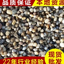 水處理鵝卵石濾料 濾水材料 干凈整齊 可混批鵝卵石濾料