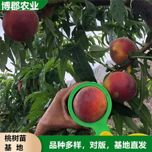 基地批發1-3公分嫁接桃苗 桃樹實生苗 口感脆甜早熟桃樹苗