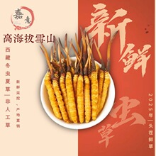 2025年新鮮冬蟲夏草 高海拔非人工鮮蟲草產地直供 頭茬鮮蟲草批發