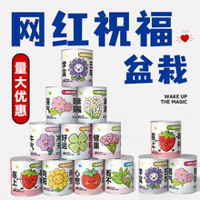 植物盲盒批發含羞草向日葵番茄草莓種子室內桌面綠植盆栽創意禮物