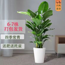 網紅天堂鳥盆栽室內客廳大型植物鶴望蘭辦公室吸甲醛好養大葉綠植