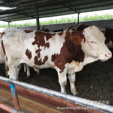 肉牛養殖場出售魯西黃牛小牛犢 利木贊牛 夏洛萊西門塔爾牛