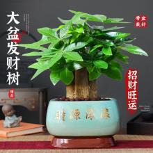 大盆三桿發財樹綠植盆栽室內開業招財植物中式盆景四季常青好養活