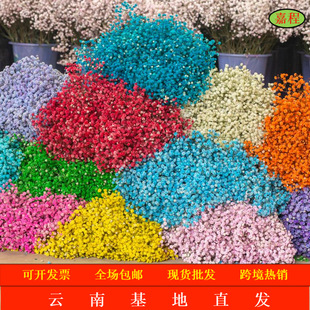 跨境熱銷滿天星現貨批發永生花滿天星干花大花束雲南工廠直銷鮮花