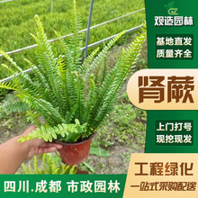 腎蕨類盆栽四川園林綠化花鏡造景植物四季常青波斯頓腎蕨排骨草苗