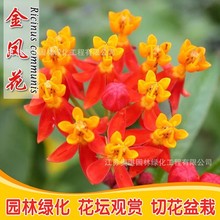 馬利筋種子 金鳳花尖尾鳳蓮生桂子花芳草花籽種子庭院花卉種籽