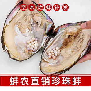 愛迪生蚌批發養殖戶珍珠蚌活蚌自己開單珠珍珠蚌河蚌鮮活