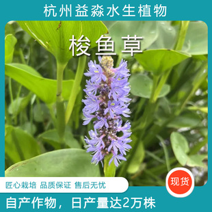 基地水生植物 梭魚草觀葉植物 水生花卉梭魚草品種齊全可接工程單