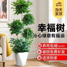 大型多層幸福樹盆栽大老樁室內客廳平安樹吸甲醛四季常綠好養植物