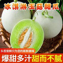山東頭茬冰淇淋玉菇甜瓜新鮮水果9斤整箱包郵當季白香瓜玉茹整箱