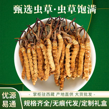 西藏那曲蟲草干貨足干凍干蟲草禮盒批發無斷草產地直供滋補品蟲草