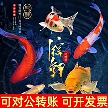 德系錦鯉觀賞魚活體錦鯉包活包損活體冷水魚好養耐活錦鯉代發包郵
