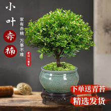 小葉赤楠老樁盆景苗植物花卉微景觀水培辦公室內好養四季常青盆栽