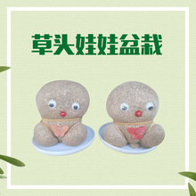 草頭娃娃小盆栽長草娃娃桌面迷你澆水植物辦公室陽台水培草娃娃