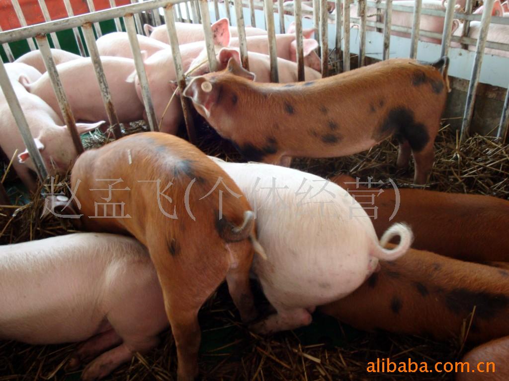 低价供应瘦肉型三元苗猪 三元仔猪畜牧养殖