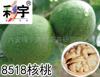 ��Ӧ8518������������,����,����,����,������