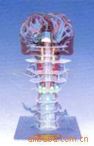 医药教学器材-供应深、浅感觉传导,医学教学模