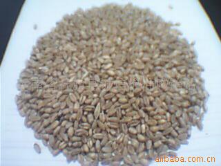 供应批发优质小麦