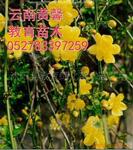 ��Ӧ��������.ӭ��.ӭ��.���ϻ�ܰ����������ľ