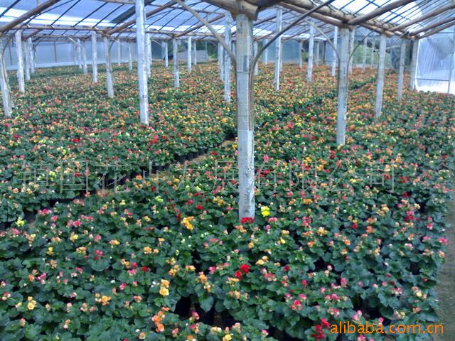 供應玫瑰海棠、蟹爪蘭、蕨類植物、綠化苗木