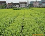 2011沭阳苗木基地优势价格，各种绿化工程苗