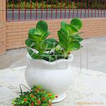 批发供应塑料花,沙草,艺术插花配草
