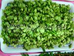 供应天然野菜榆钱