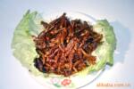 供应食用蚂蚱 2009年北京时尚美食 金田昆虫、